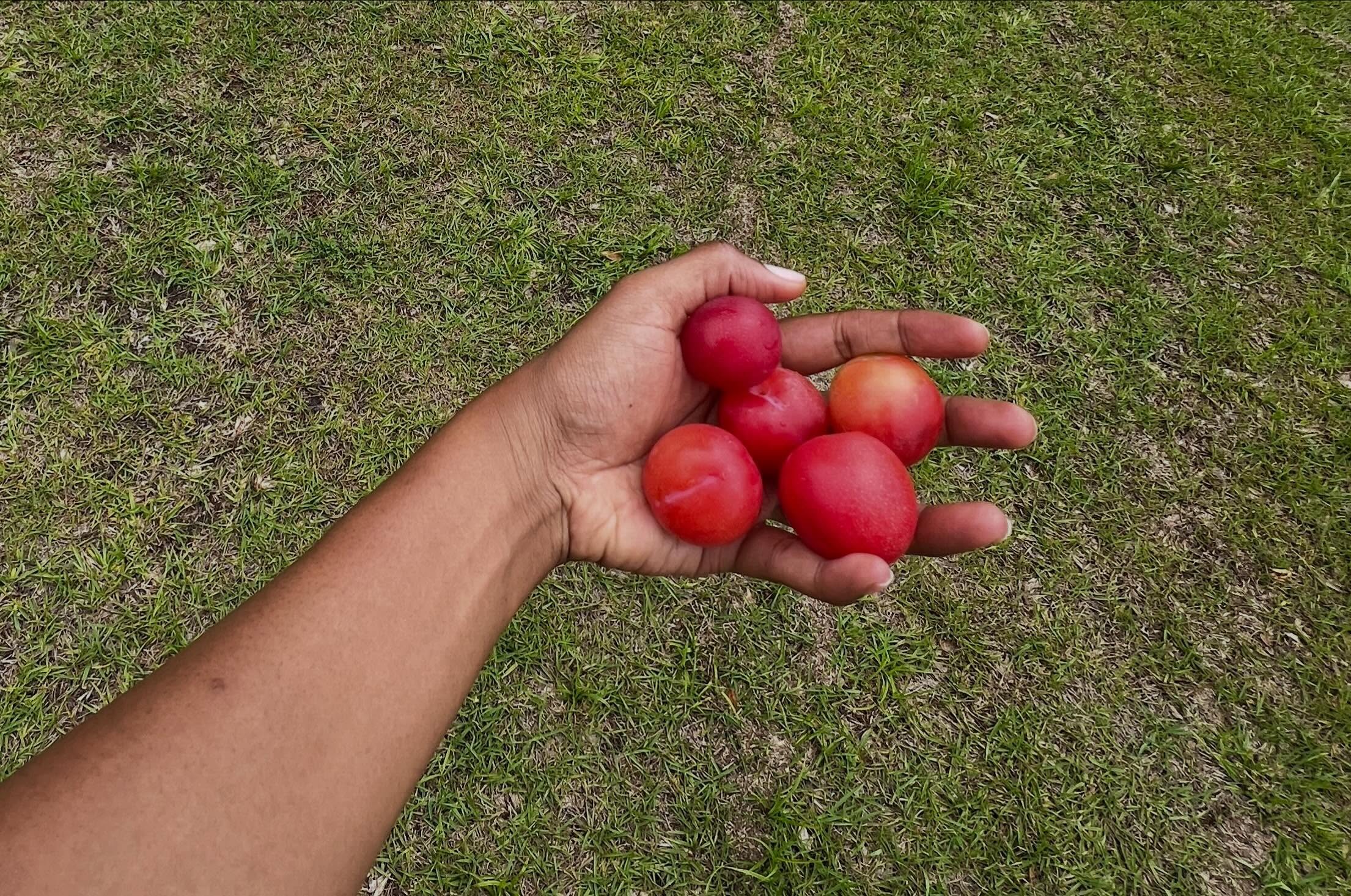 I picked a handful of juicy, sweet plums before my 10 a.m. call.

It took me a while to adjust to living and working in rural Georgia. 

There are not as many amenities, professional opportunities or easy connections here for consultants. 

There are moments when the distance from larger cities, networking events and certain resources make this place feel limiting.

However, access to nature is unmatched. 

This quiet environment gives me more space to create and write well. The lush green landscape, the sound of birds and the ability to work from my front porch give me a sense of peace.

For a long time, I measured where I lived by what seemed to be missing. Now, I am learning to measure it against my purpose.

That shift has helped me recognize that a place can be more fruitful than it appears. “Green pastures” are still available, even in places other people might call “behind,” hidden or desolate.

Sometimes the work is not to chase the world’s blueprint for success. Sometimes the work is to pay closer attention to what is already growing around you.

I talk about this journey in my book, “Lord, Show Me Your Green Pastures.” I wrote it because I believe our stories can help other people see their own lives with more hope, clarity and purpose.

That is also why I help others shape and share their experiences. There is often more fruit in your story than you realize. 😉